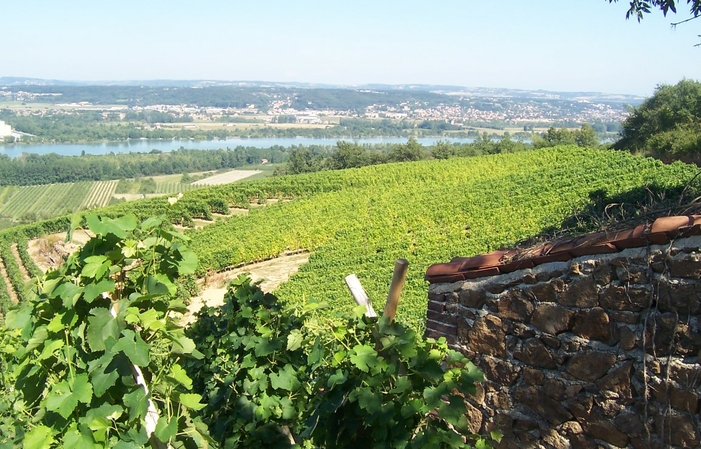 Visita y degustación en la finca Mourier 1,00 €