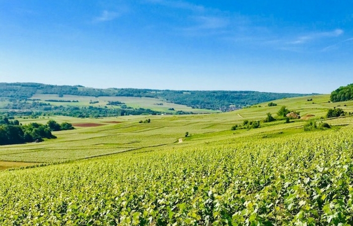 Visita de los viñedos en 4x4 y degustación de Champagne de la finca 30,00 €