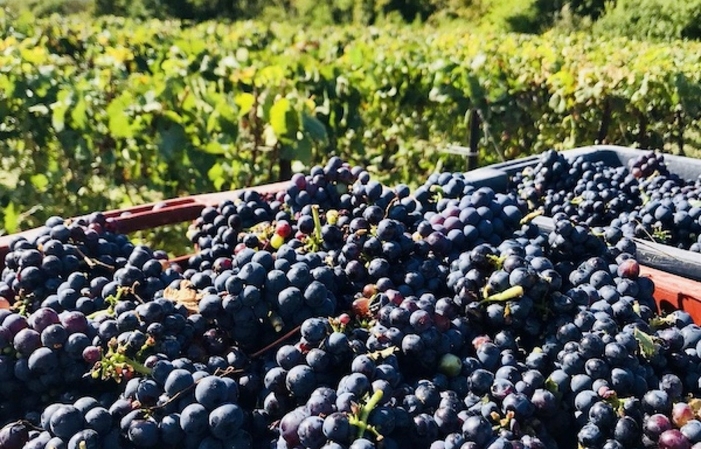 Visita dei vigneti in 4x4 e degustazione di Champagne della tenuta 30,00 €