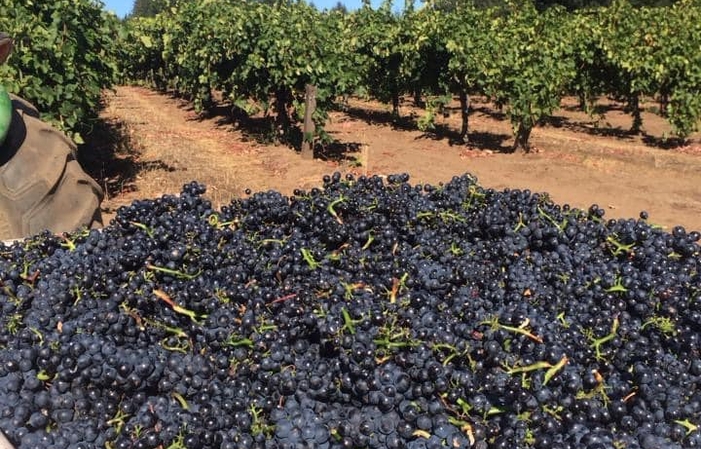 Degustazione di vini a La Rochelle 1,00 €